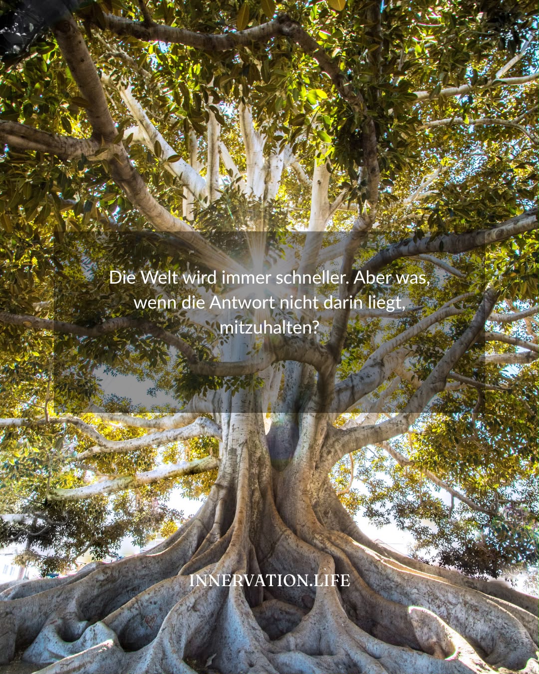 Ein alter Baum mit weit sichtbarem Wurzelwerk